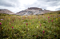 The Fang rises over a carpet of wildflowers in the Molar Meadows under NMP.