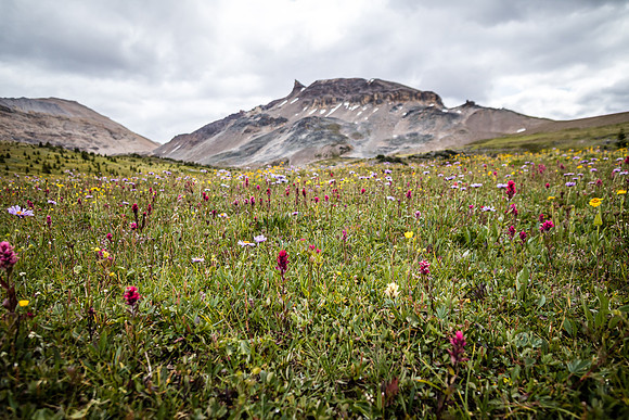 The Fang rises over a carpet of wildflowers in the Molar Meadows under NMP.