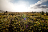 Wildflowers in the Molar Meadows with The Fang rising in the clouds above.