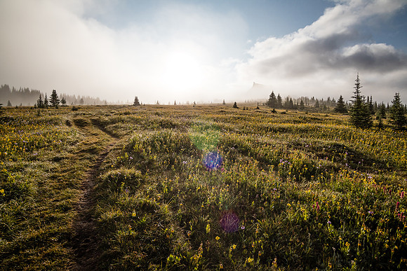 Wildflowers in the Molar Meadows with The Fang rising in the clouds above.