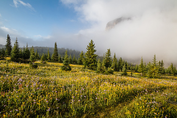 Wildflowers in the Molar Meadows with Noseeum rising in the clouds above.
