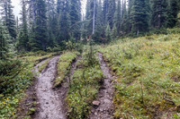 Horse traffic + wet weather = trail braiding.