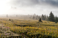 Wildflowers in the Molar Meadows with The Fang rising in the clouds above.
