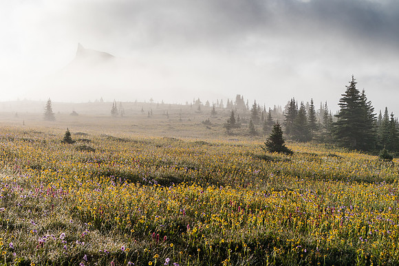 Wildflowers in the Molar Meadows with The Fang rising in the clouds above.