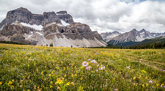 Noseeum Mountain and brilliant wildflowers in the Molar Meadows under NMP.