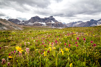 Noseeum Mountain and brilliant wildflowers in the Molar Meadows under NMP.