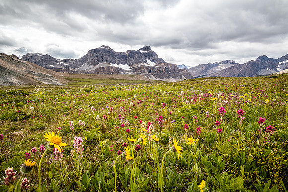 Noseeum Mountain and brilliant wildflowers in the Molar Meadows under NMP.