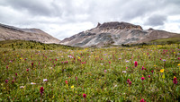 The Fang rises over a carpet of wildflowers in the Molar Meadows under NMP.