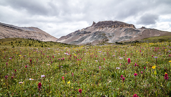 The Fang rises over a carpet of wildflowers in the Molar Meadows under NMP.