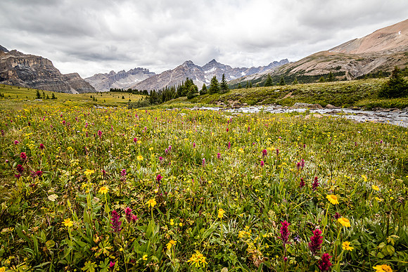 Wildflowers in the Molar Meadows under North Molar Pass.