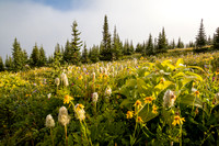 Wildflowers in the Molar Meadows.