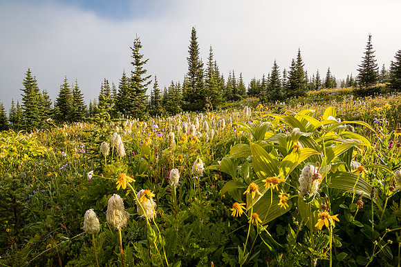 Wildflowers in the Molar Meadows.