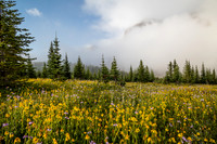 Wildflowers in the Molar Meadows with Noseeum rising in the clouds above.