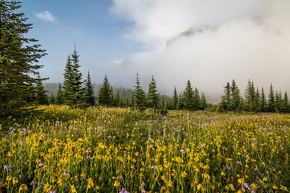 Wildflowers in the Molar Meadows with Noseeum rising in the clouds above.