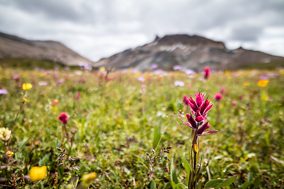The Fang rises over a carpet of wildflowers in the Molar Meadows under NMP.
