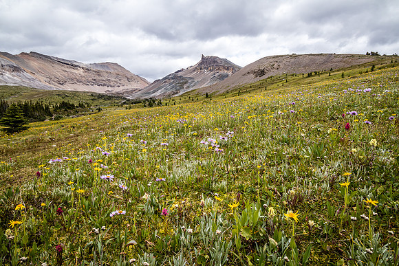 The Fang rises over a carpet of wildflowers in the Molar Meadows under NMP.