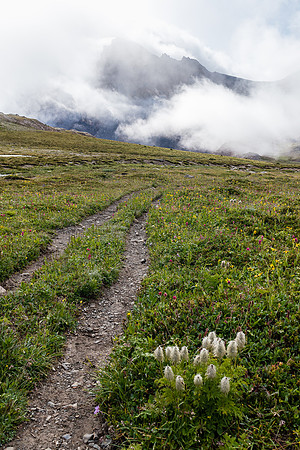 Alpine Meadows on the way towards Fish Lakes from NMP.