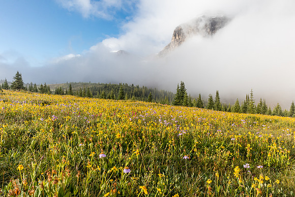 Wildflowers in the Molar Meadows with Noseeum rising in the clouds above.