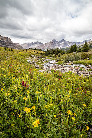 Wildflowers in the Molar Meadows under North Molar Pass.