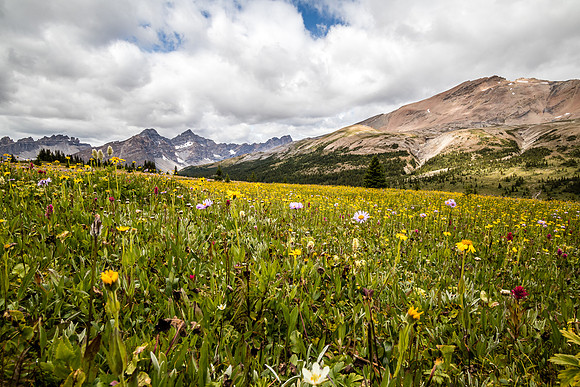 Wildflowers in the Molar Meadows under North Molar Pass.