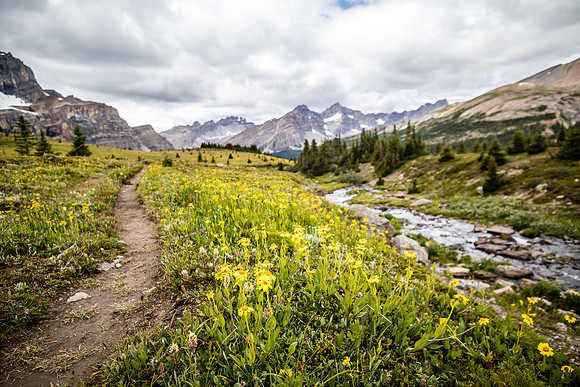 Wildflowers in the Molar Meadows under North Molar Pass.