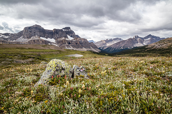 Noseeum Mountain and brilliant wildflowers in the Molar Meadows under NMP.