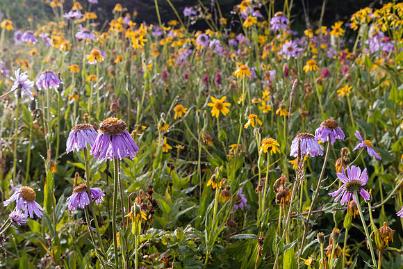 My mood improves with the wildflower display in the Molar Meadows.