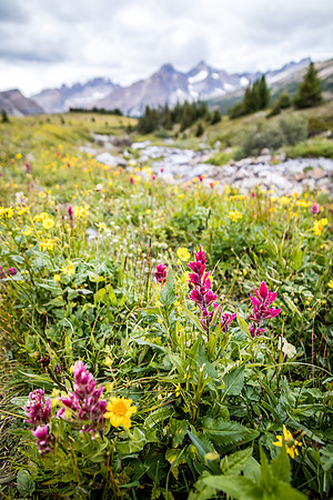 Wildflowers in the Molar Meadows under North Molar Pass.