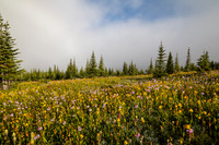 Wildflowers in the Molar Meadows.
