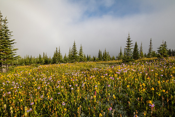 Wildflowers in the Molar Meadows.