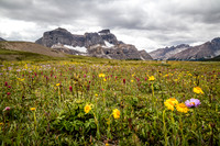 Noseeum Mountain and brilliant wildflowers in the Molar Meadows under NMP.