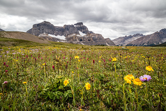 Noseeum Mountain and brilliant wildflowers in the Molar Meadows under NMP.