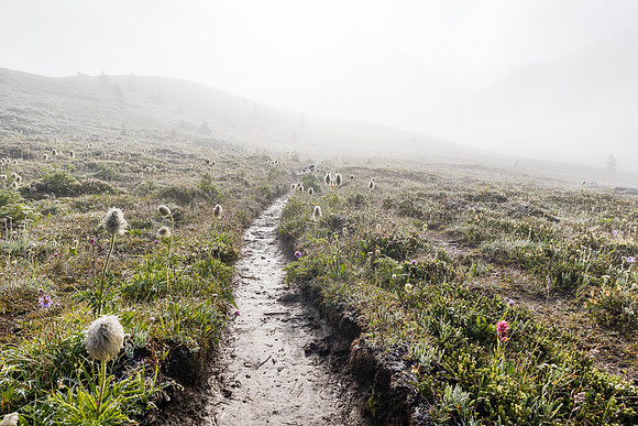 North Molar Pass rises above the alpine meadows.
