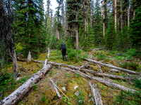Bushwhacking to the south ridge of Whiskey Papa.