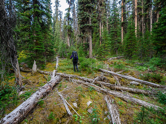 Bushwhacking to the south ridge of Whiskey Papa.