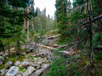 Bushwhacking to the south ridge of Whiskey Papa.