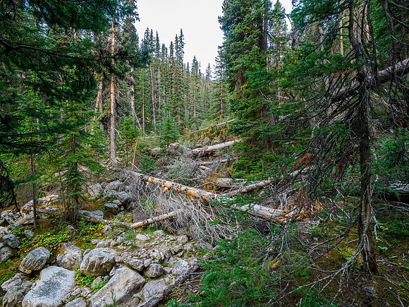 Bushwhacking to the south ridge of Whiskey Papa.