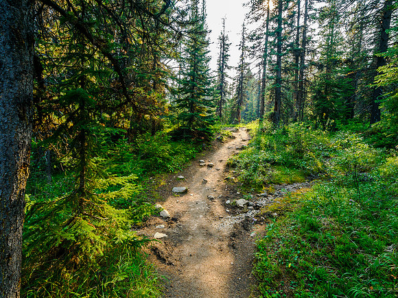 Hiking the Mosquito Creek Trail to hwy 93.