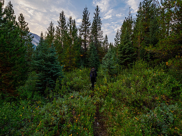 Hiking the Pipestone River Trail to the Whiskey Papa access drainage.