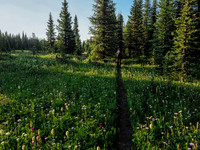Nature does its best to cheer me up as we re-ascend through acres of wildflowers towards Fish Lakes.