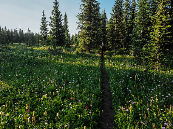 Nature does its best to cheer me up as we re-ascend through acres of wildflowers towards Fish Lakes.