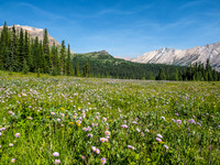 Acres of Asters flourish just past the lake.