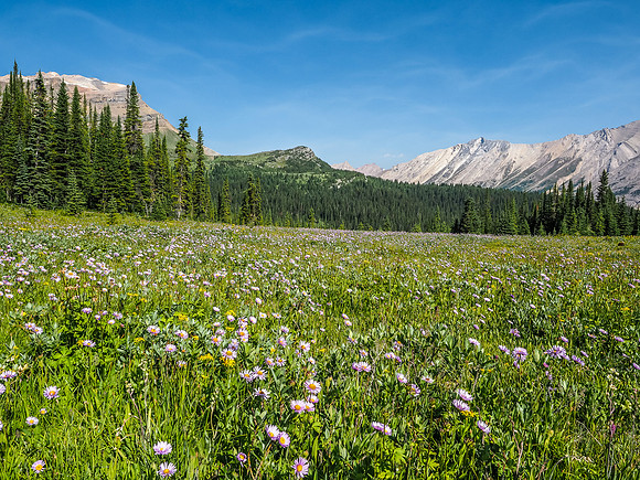 Acres of Asters flourish just past the lake.