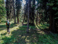 The sort-of-creepy clearing that has obviously been used as a camp more than once over the years, possibly by folks exploring and climbing along the Pipestone River Valley.