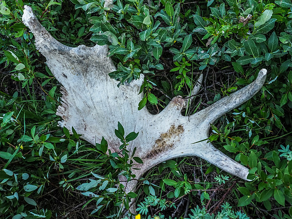 Wildlife detritus.