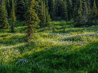 More open meadows as we approach treeline.