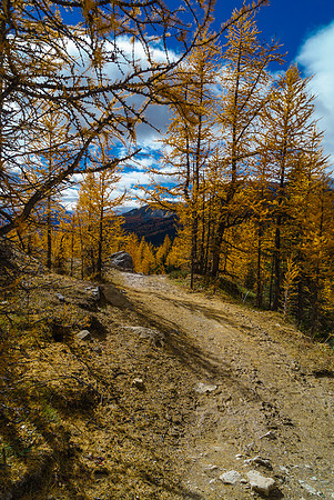 A golden, muddy, covered-in-horse-poo trail.