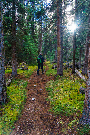 The slog back to Red Deer Lakes wasn't all bad. Sections of forest were quite peaceful.