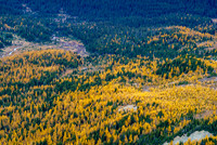 Brilliant larch meadows below Packer's Pass Peak.