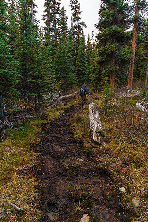 Yep! The horses TRASHED the trail.
